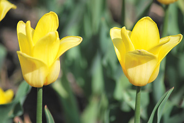 Image showing Two yellow tulips close up ,flowers background   