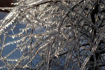 Image showing sun sparkled the tree branch in ice