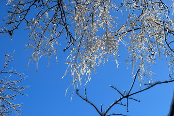 Image showing sun sparkled the tree branch in ice on a blue sky background 