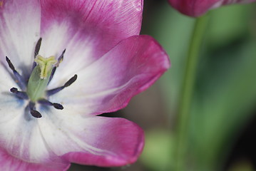 Image showing tulip in macro - flowers background close up