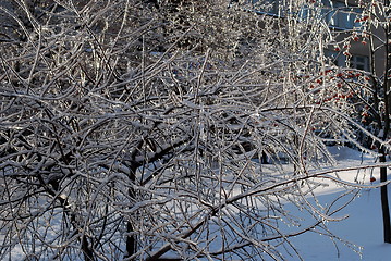 Image showing sun sparkled the tree branch in ice