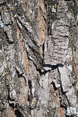 Image showing Brown tree rind texture with orange spot - wood background