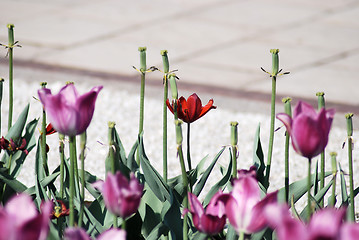 Image showing One red tulip on pink tulips in background