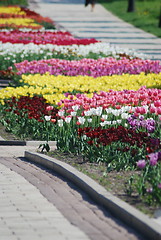 Image showing colorful tulips rows  - flowerbed in city park