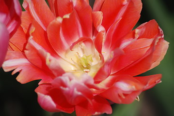 Image showing tulip in macro - flowers background close up