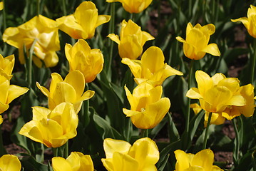 Image showing flowers background from tulips 