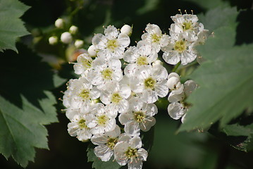 Image showing apple blossom close-up - white flowers