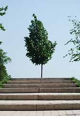 Image showing stairs to a wood  