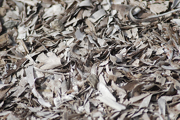 Image showing Dried seaweed texture in macro – algae background