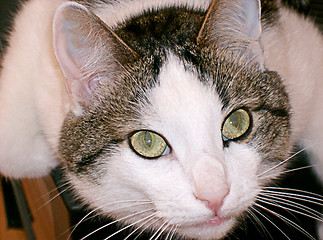 Image showing Green eyed cat close up