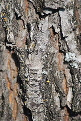 Image showing Brown tree rind texture with orange spot - wood background