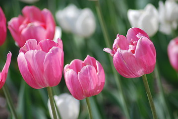 Image showing flowers background from tulips 