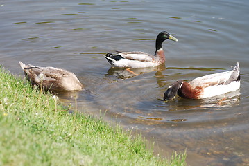 Image showing  floating mallard 