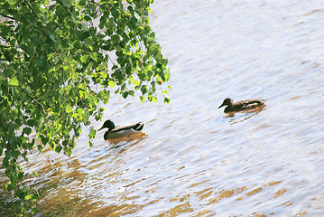 Image showing couple of duck and drake are floating