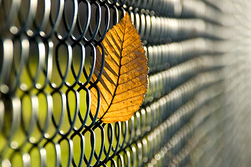 Image showing Caught autumn leave 01