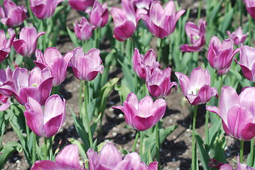 Image showing flowers background from tulips 