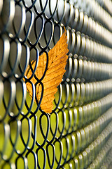 Image showing Caught autumn leave 02