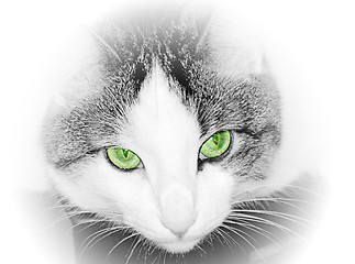 Image showing Green eyed cat close up