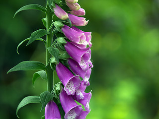 Image showing Foxglove