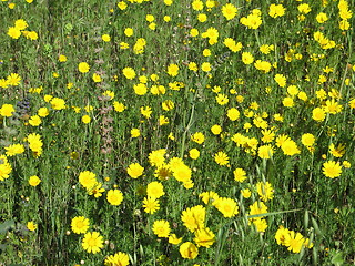 Image showing Daisies