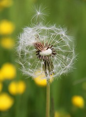 Image showing Dandelion