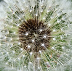 Image showing Dandelion