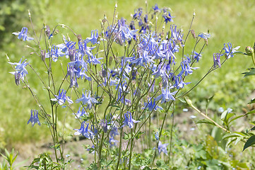 Image showing Aquilegia