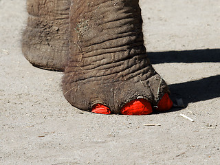 Image showing Fashionable elephant