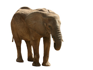 Image showing Elephant isolated