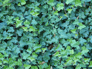 Image showing Ivy leaves