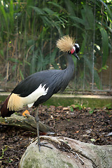 Image showing African Crane