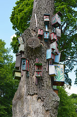 Image showing Old dead tree trunk colorful bird nesting-boxes 