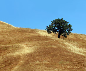 Image showing California hills and trees