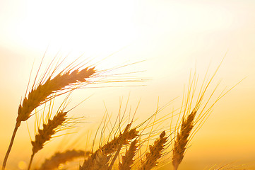 Image showing Ripe wheat