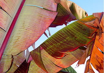 Image showing Colorful banana leaves