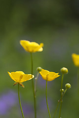 Image showing buttercups