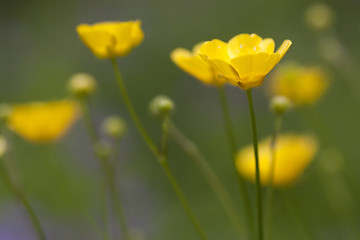 Image showing buttercups