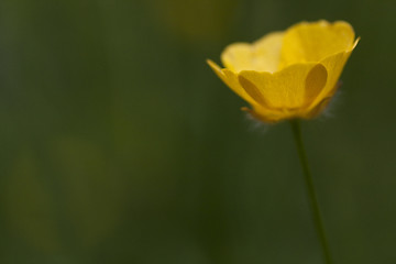 Image showing buttercup