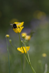 Image showing buttercup with bumble bee