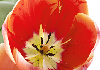 Image showing red tulips