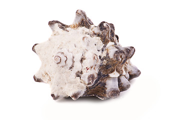 Image showing Sea shell on the white background