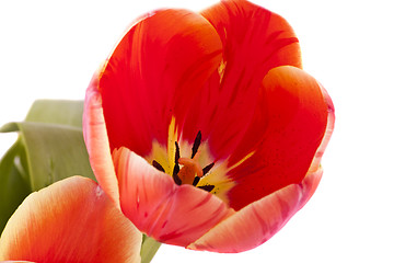 Image showing red tulips