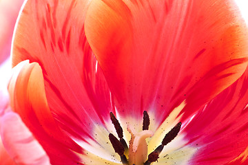 Image showing tulips