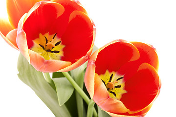 Image showing Beautiful red tulips on white background