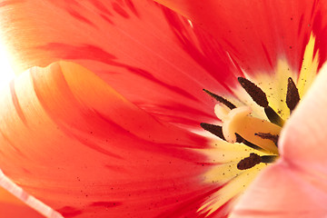 Image showing red tulips