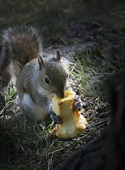 Image showing Gray Squirrel  