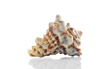 Image showing Seashell