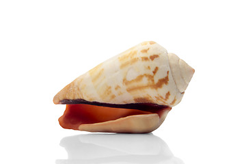 Image showing Seashell