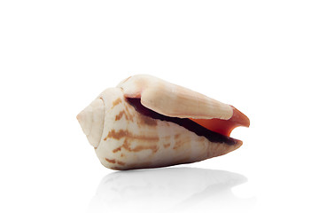 Image showing Seashell