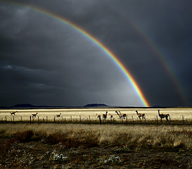 Image showing Rainbow and Guanacos